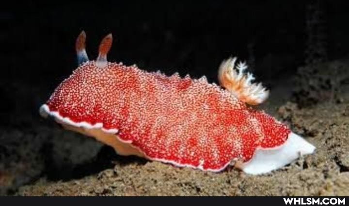 cleanse, sea_slugs