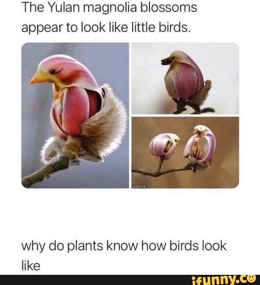 The Yulan magnolia blossoms appear to look like little birds. CB why do