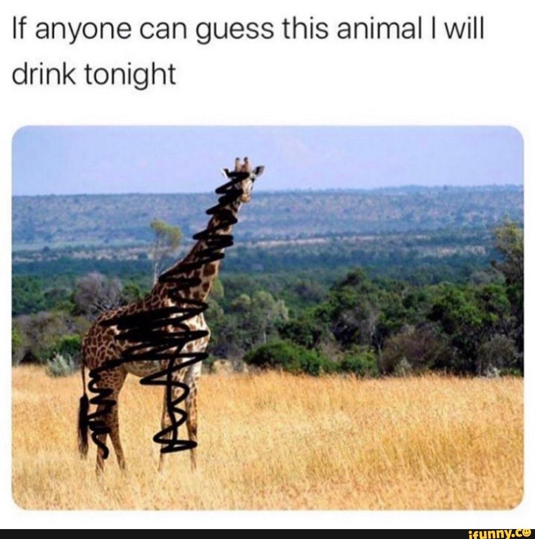 If anyone can guess this animal I will drink tonight 