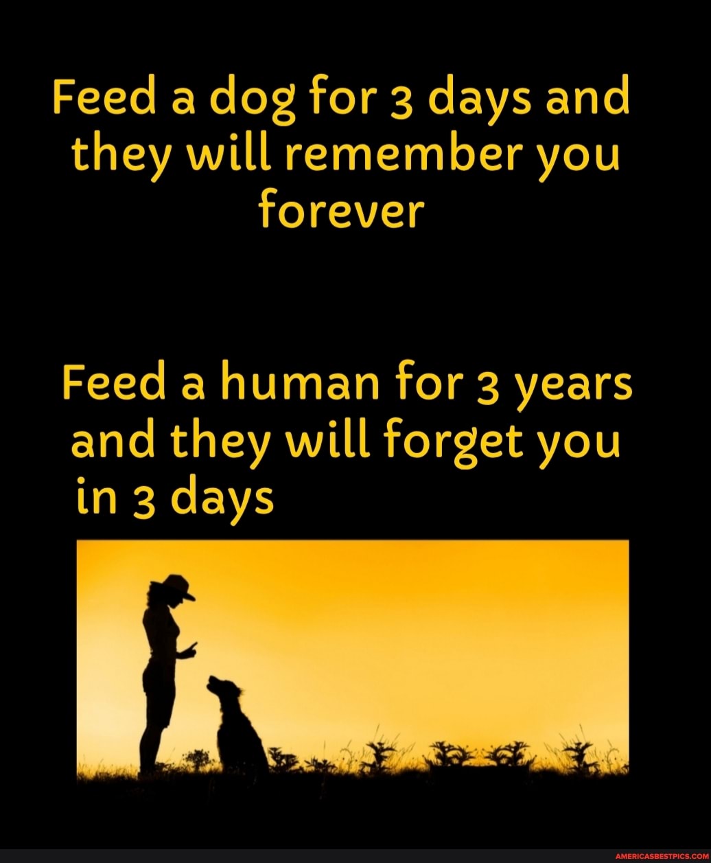 DEMIC - Feed a dog for three days they will remember you for three