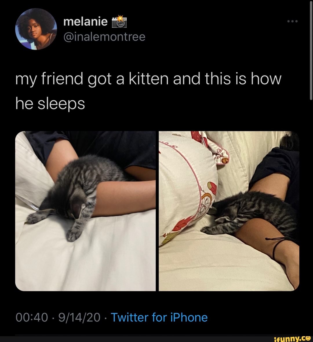 ) melanie
@inalemontree
my friend got a kitten and this is how he sleeps
- 14 20 - Twitter for iPhone