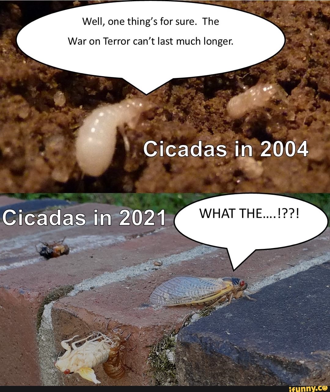 Well, one thing's for sure. The
War on Terror can't last much longer.
Cicadas in 2004
WHAT
Cicadas in 2021