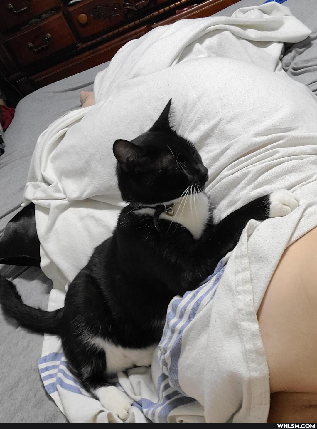 cat, coronavirus