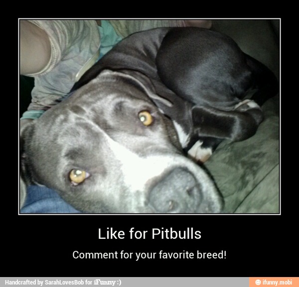 Like for Pitbulls
Comment for your favorite breed! - Like for Pitbulls
Comment for your favorite breed!
