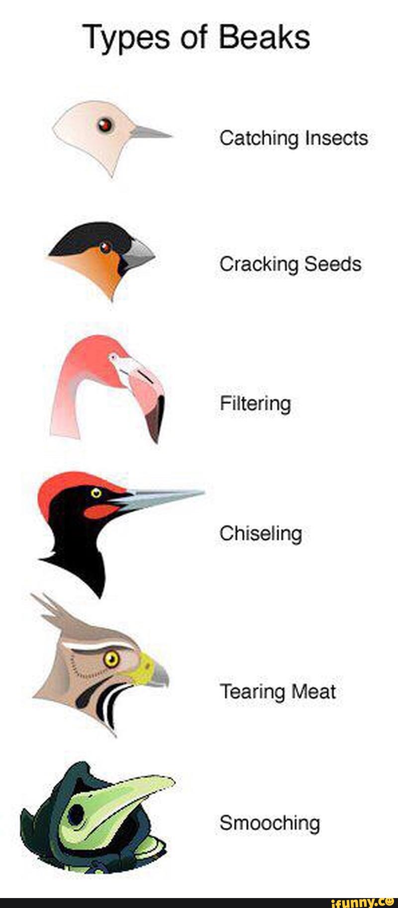 Types of Beaks 0 f“. Catching Insects Cracking Seeds Filtering