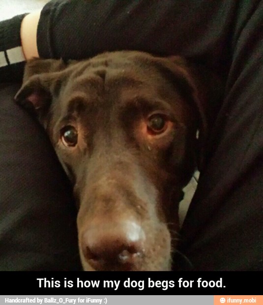 This is how my dog begs for food. - This is how my dog begs for food.