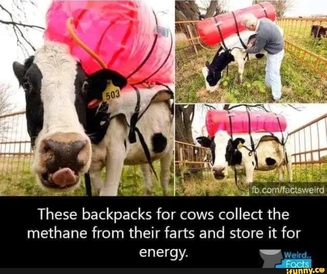 These Backpacks For Cows Collect The Methane From Their Farts And Store It For Energy Weird