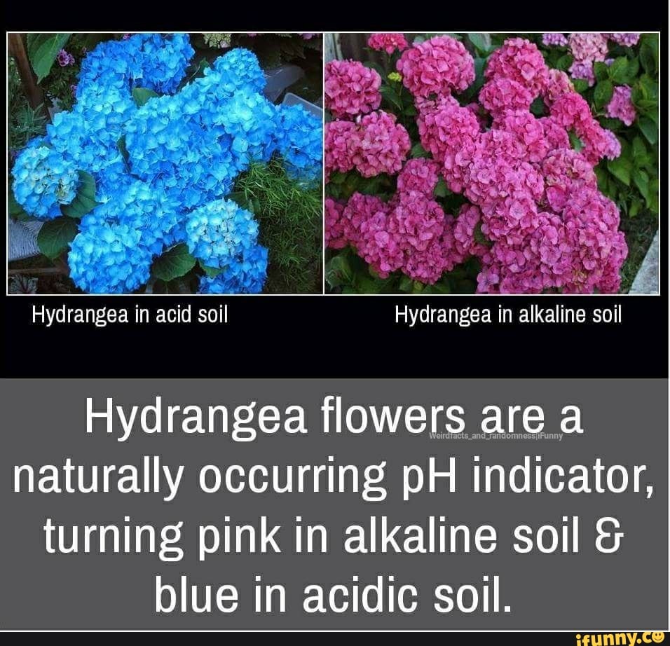 Soil. Hydrangea floweggwgaggwa naturally occurring pH indicator
