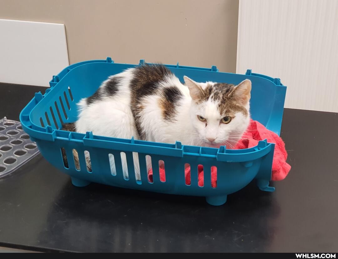 cat, good_boy