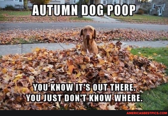 AUTUMN DOG POOP
YOU KWOW IT'S GUT THERE.
YOU JUST OON T KHOW WHERE.