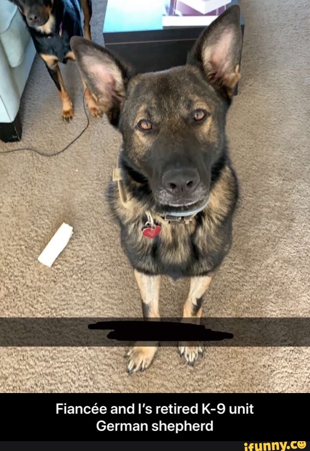 Fiance and I's retired unit
German shepherd - Fiancée and I’s retired K-9 unit German shepherd