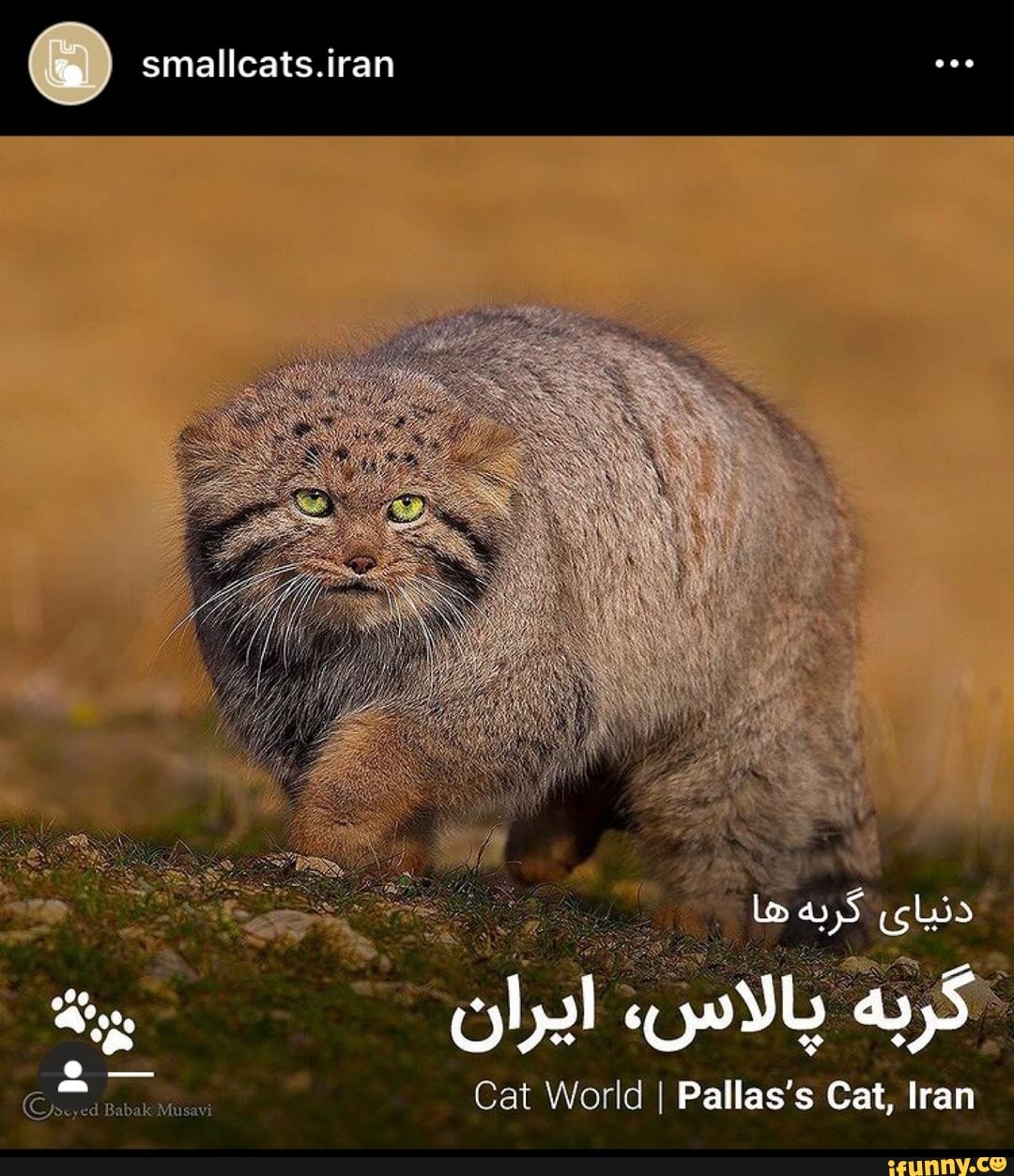 smallcats.iran
Jo
Cat World I Pallas's Cat, Iran