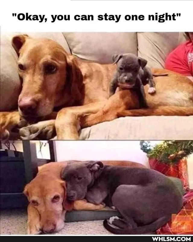"Okay, you can stay one night"