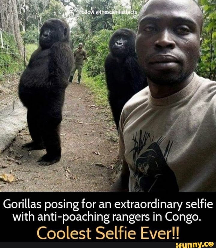 Gorillas posing for an extraordinary selfie with anti-poaching rangers ...