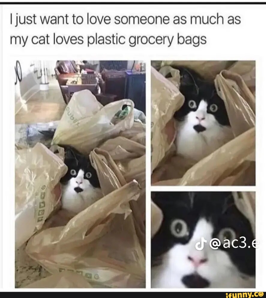 I just want to love someone as much as my cat loves plastic grocery