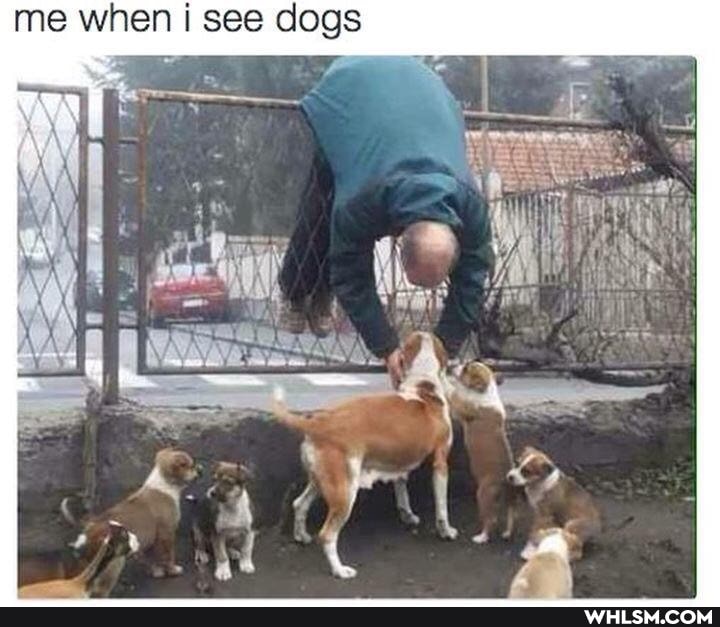 me when I see dogs