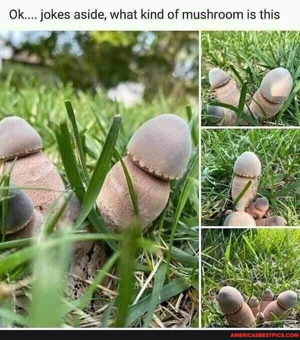 Ok.... jokes aside, what kind of mushroom is this