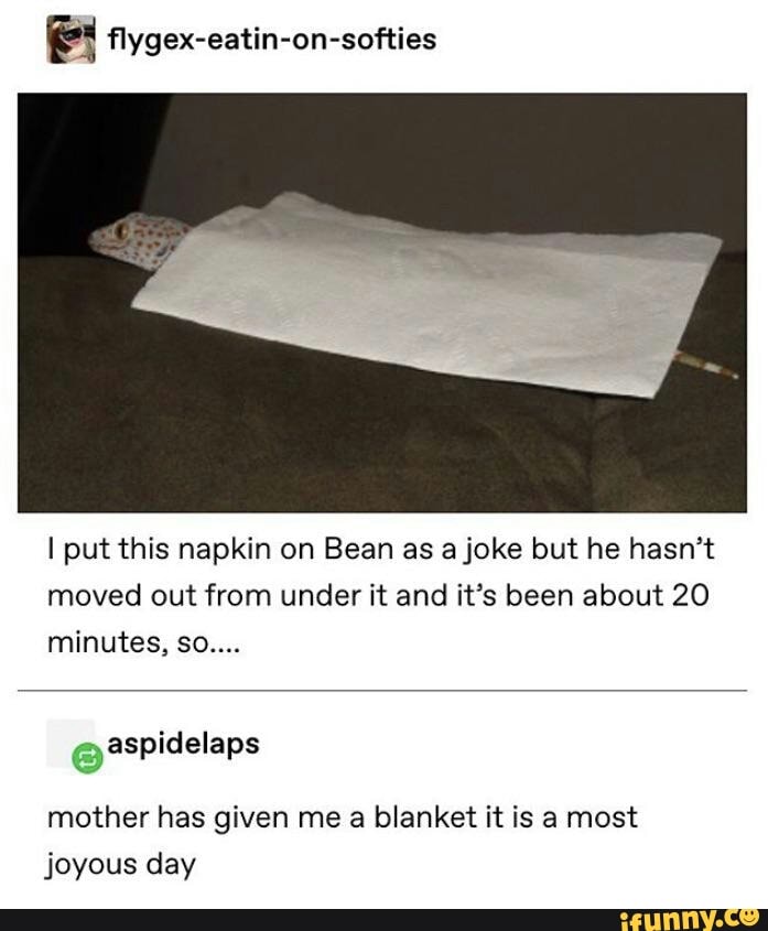 & flygex-eatin-on-softies
I put this napkin on Bean as ajoke but he hasn’t
moved out from under it and it’s been about 20
minutes, so....
mother has given me a blanket it is a most
joyous day