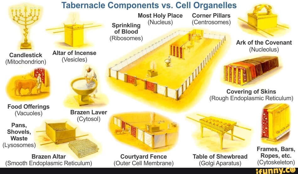 Tabernacle Components vs. Cell Organelles Most Holy Place Corner
