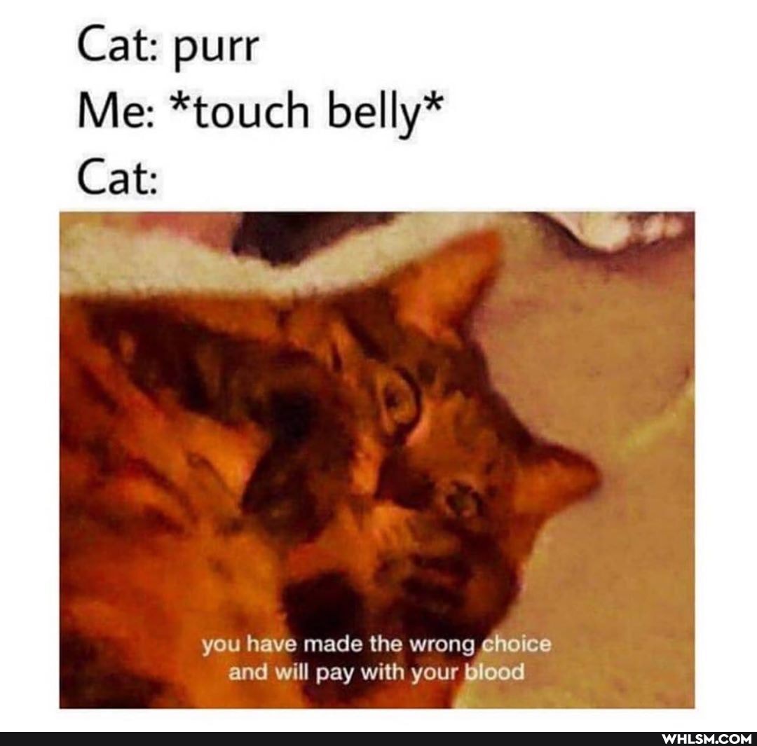 Cat: purr
Me: *touch belly*
Cat:
you have made the wrong choice and will pay with your blood