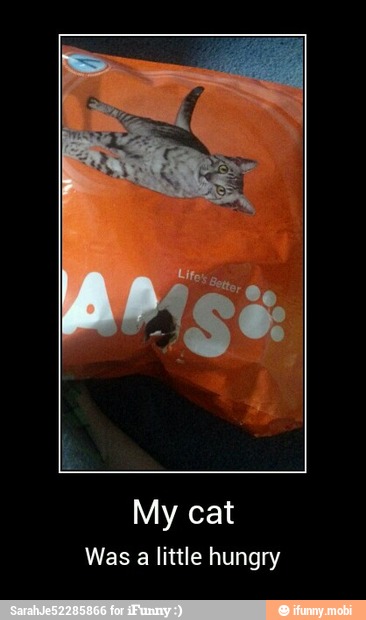 My cat
Was a little hungry - My cat
Was a little hungry