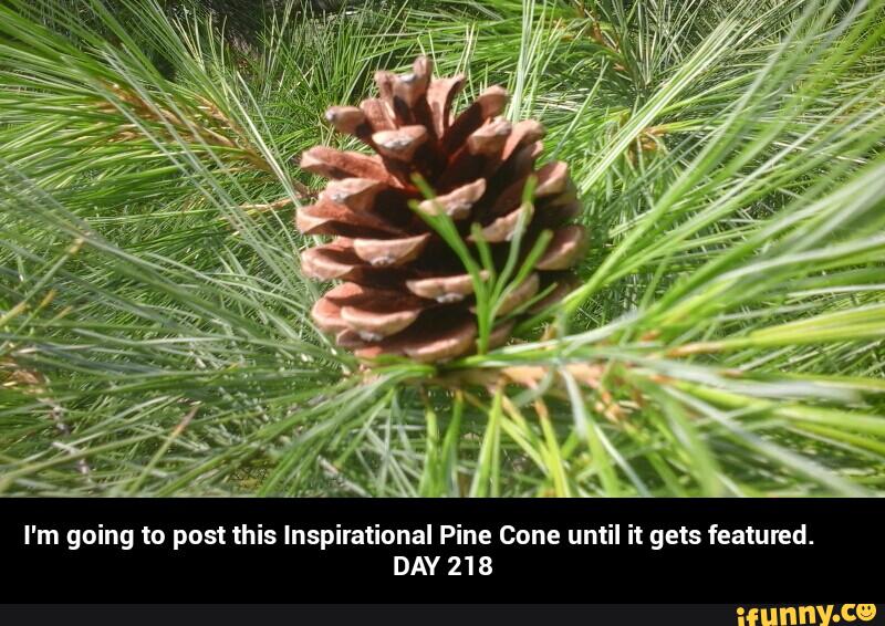 I'm going to post this Inspirational Pine Cone until it gets featured