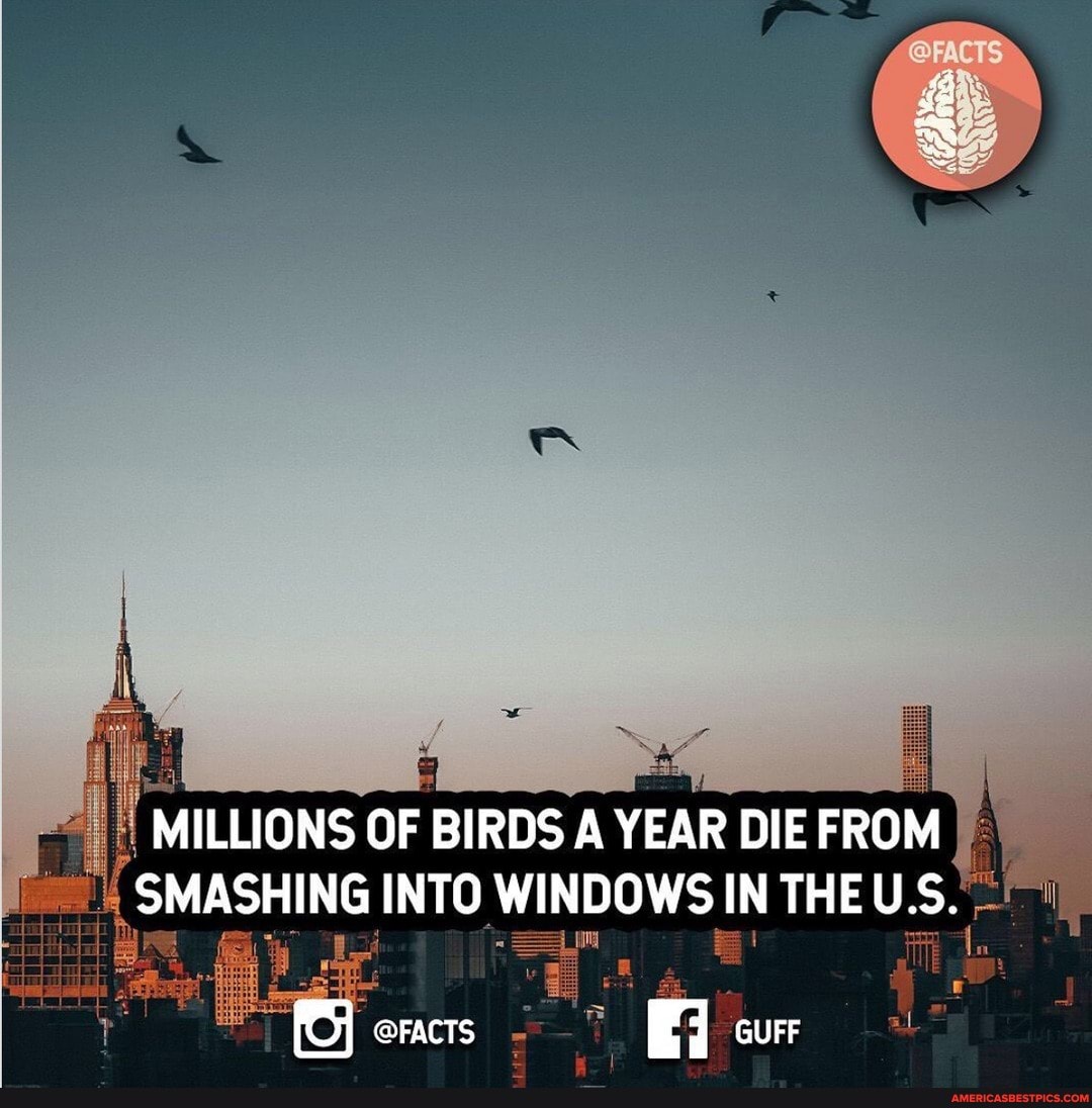 MILLIONS OF BIRDS A YEAR DIE FROM I I HING INTO WINDOWS IN THEU.S.