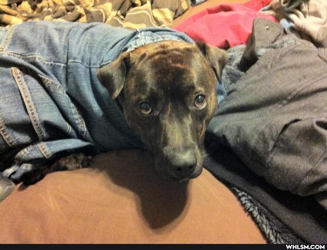 funny, doggo, dress_up_your_pet