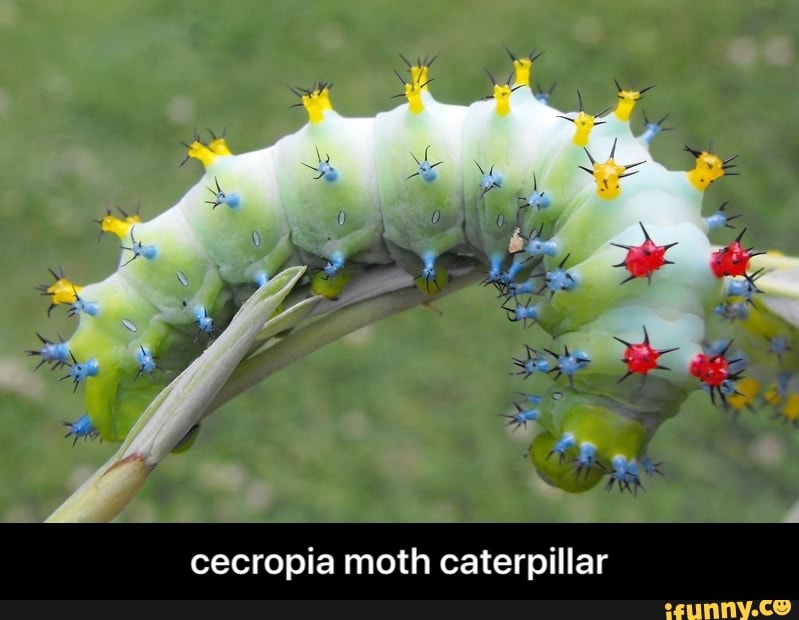 cecropia moth caterpillar - cecropia moth caterpillar