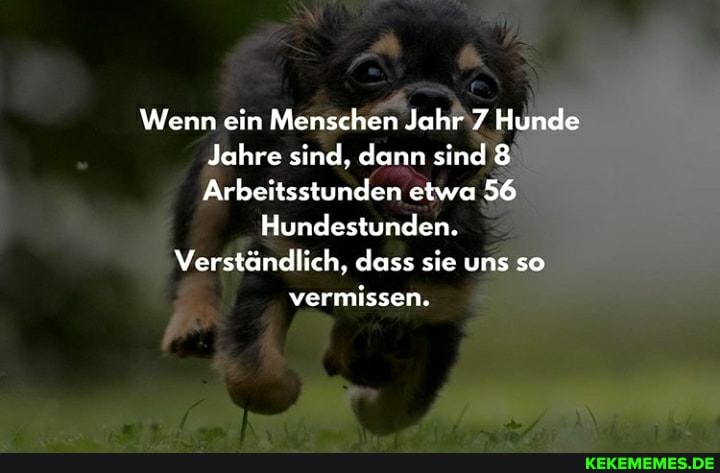 Wenn ein Menschen Jahr 7 Hunde
Jahre sind, dann sind 8
Arbeitsstunden etwa 56
Hundestunden.
Verständlich, dass sie uns so vermissen.