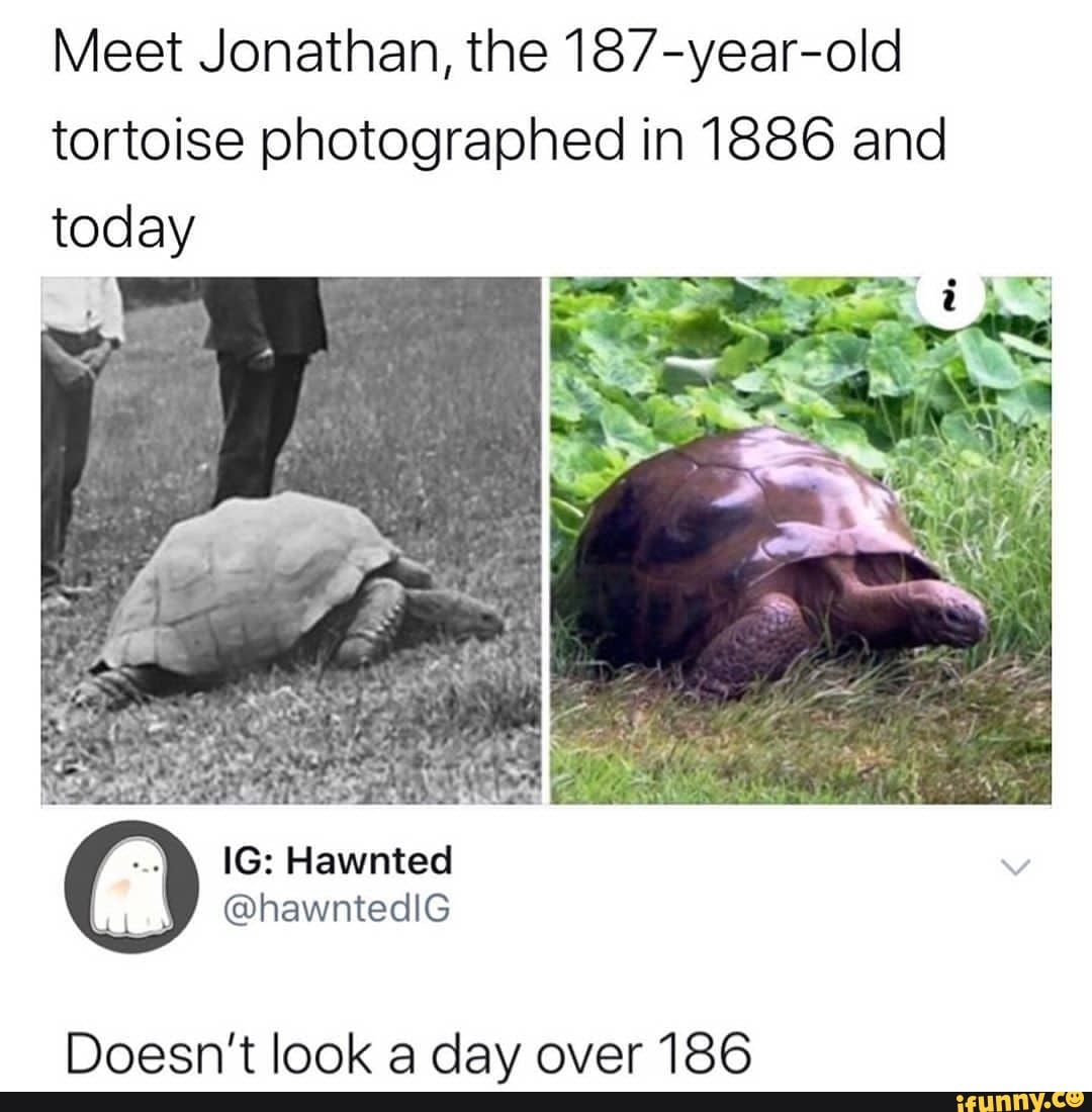 Meet Jonathan, the 187-year-old
tortoise photographed in 1886 and
today
Doesn't look a day over 186