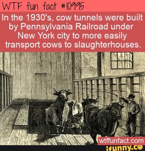 WTF fun fact #10475