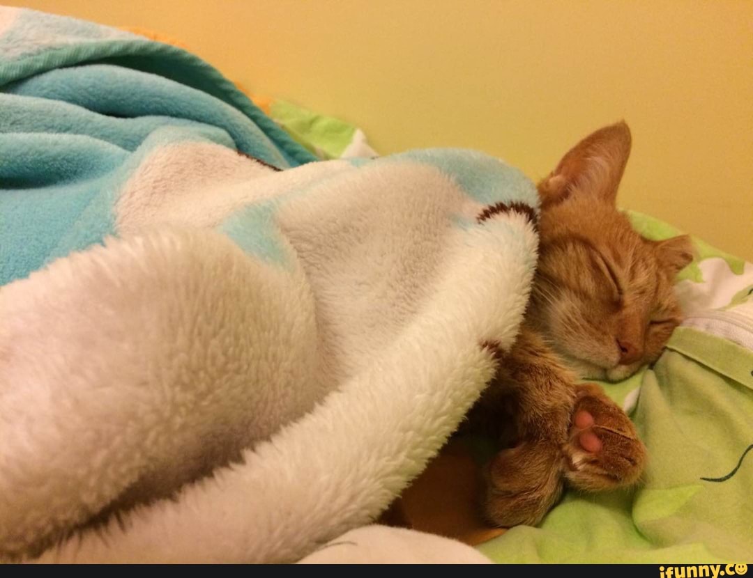 funny, cute, cat, aww, animals