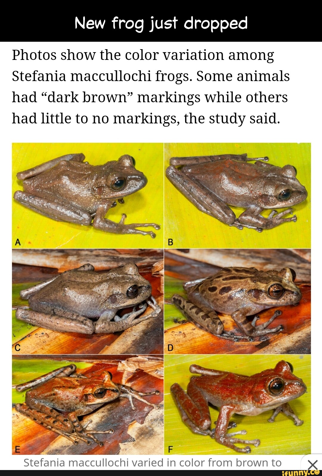 New frog just dropped Photos show the color variation among Stefania ...