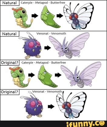 Natural Caterpie 'Metapod Butterfree
Natural
Original?
Original?