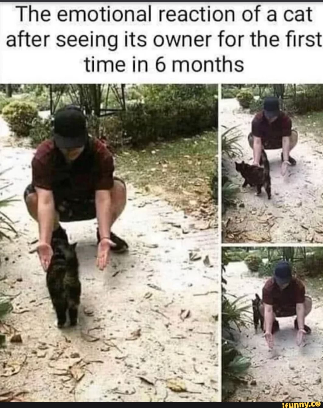 The emotional reaction of a cat
after seeing its owner for the first
time in 6 months
