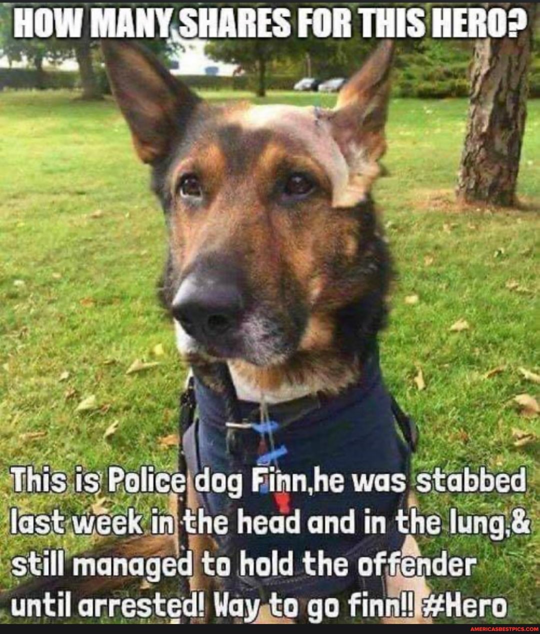 MANY, SHARES FOR
- %
This: Is ag F ion, he was stabbed last.week inthe head and in the lung: still managed to hold the of der until arrested! Waysto go finn