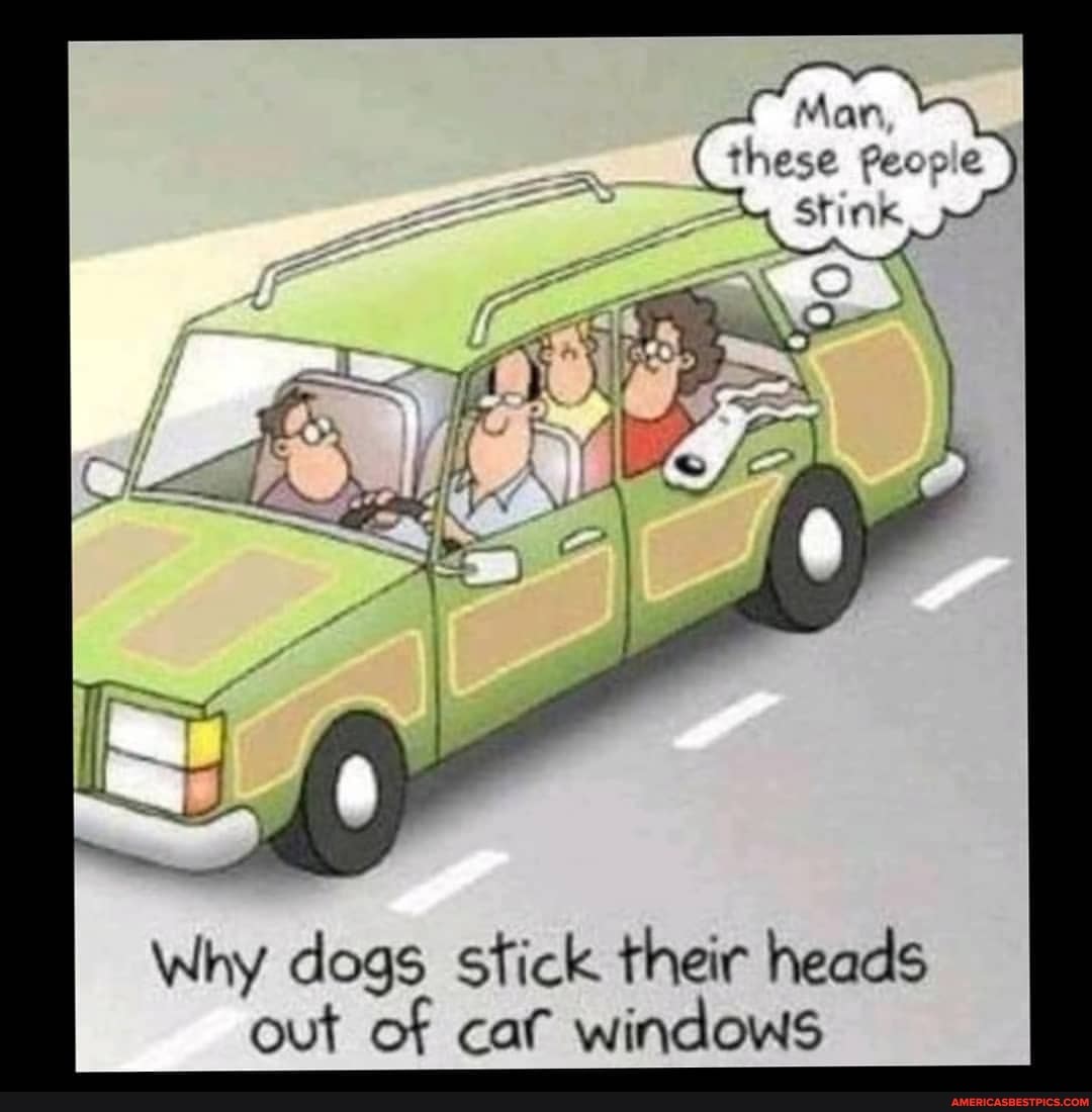 Mar
People
STINK
Why dogs stick their heads out of cat windows
