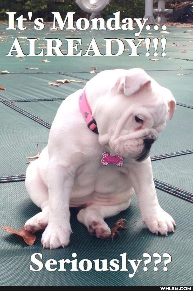 It's Monday.
ALREADYW!
Seriously???
