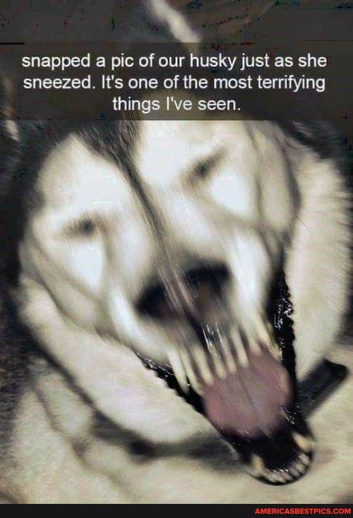 snapped a pic of our husky just as she sneezed. It's one of the most terrifying things I've seen.