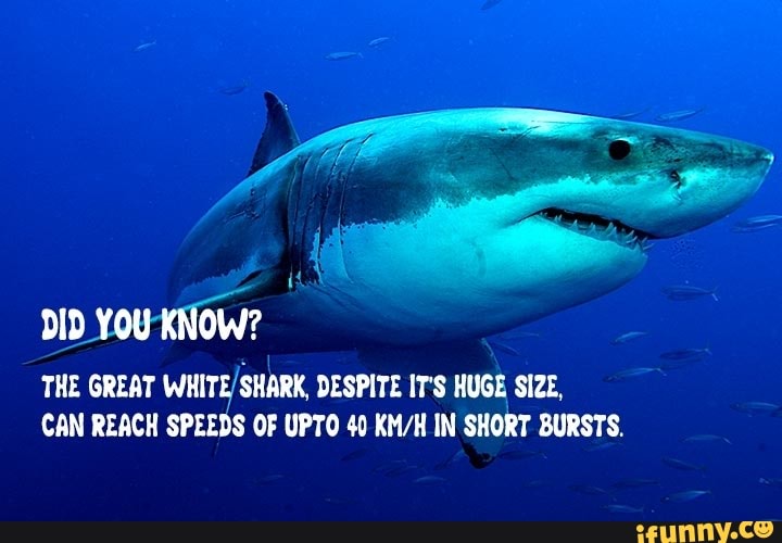 DID YOU KNOW? THE GREAT WHITE) SHARK, DESPITE IT'S HUGE SIZE, CAN REACH