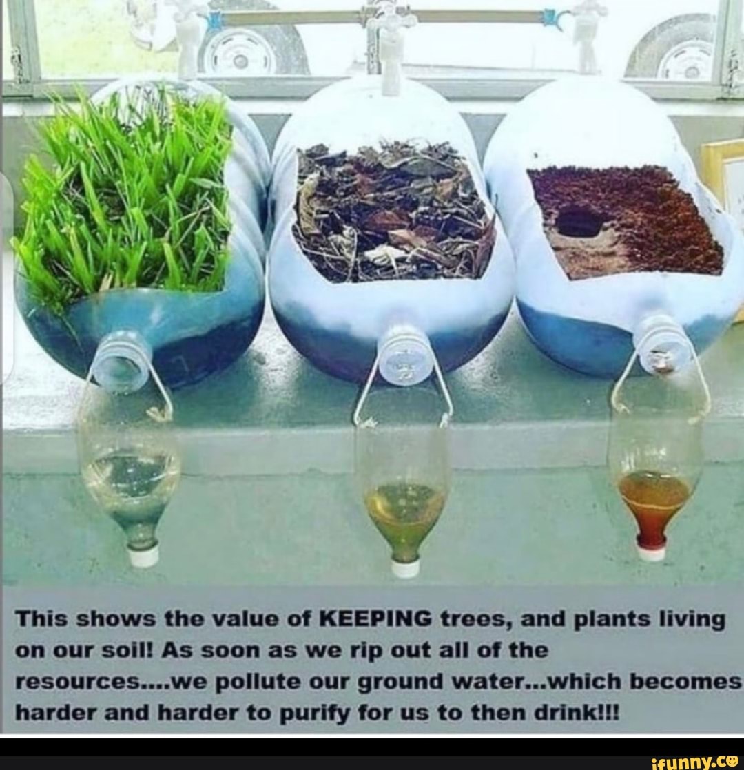 This shows the value of KEEPING trees, and plants living on our soill