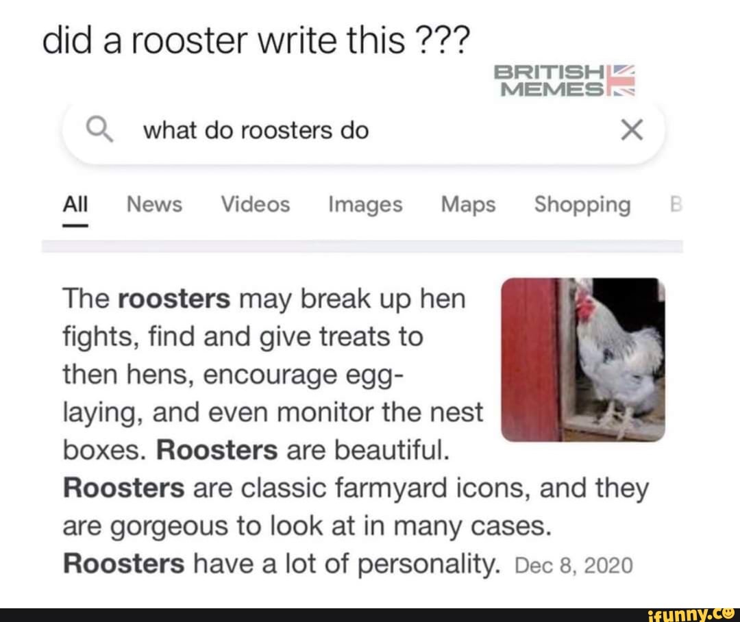 Did A Rooster Write This British Memes Ss Q What Do Roosters Do All News Videos