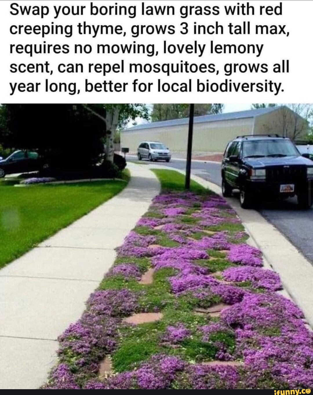Swap your boring lawn grass with red creeping thyme, grows 3 inch tall