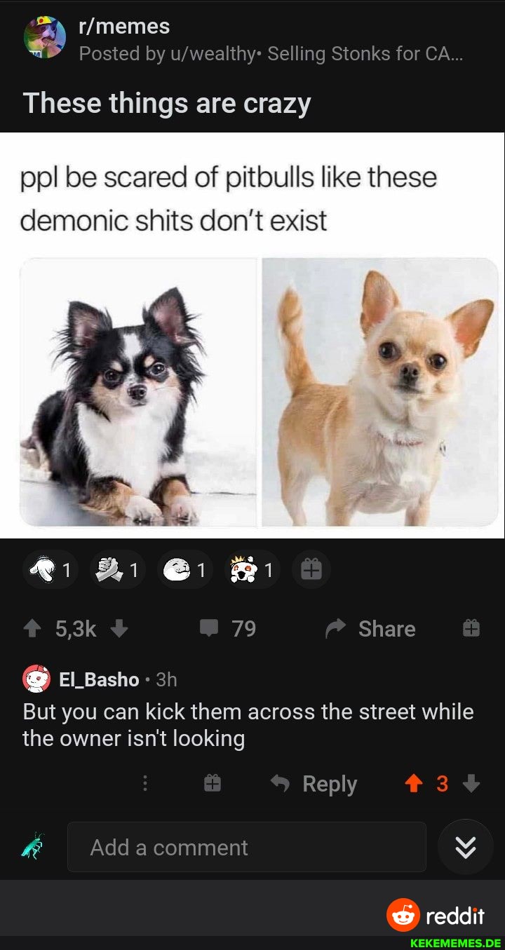 Posted by Selling Stonks for CA
These things are crazy
ppl be scared of pitbulls like these demonic shits don't exist
5,3k 79 Share
El_Basho
But you can kick them across the street while the owner isn't looking
Reply
Add a comment
reddit