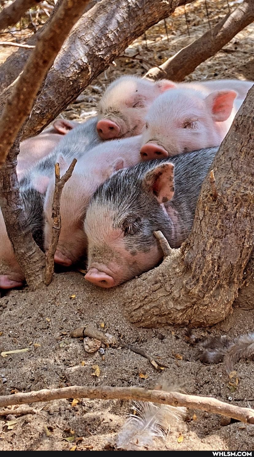 baby_animals, pigs, farm_animals, piglets, potbellypig