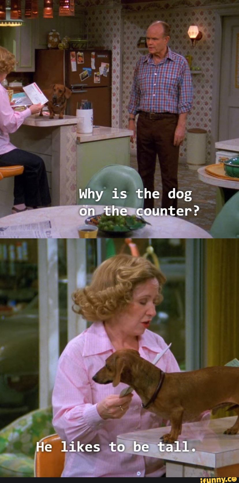 Why is the dog on the counter? He likes to be tall. iFunny