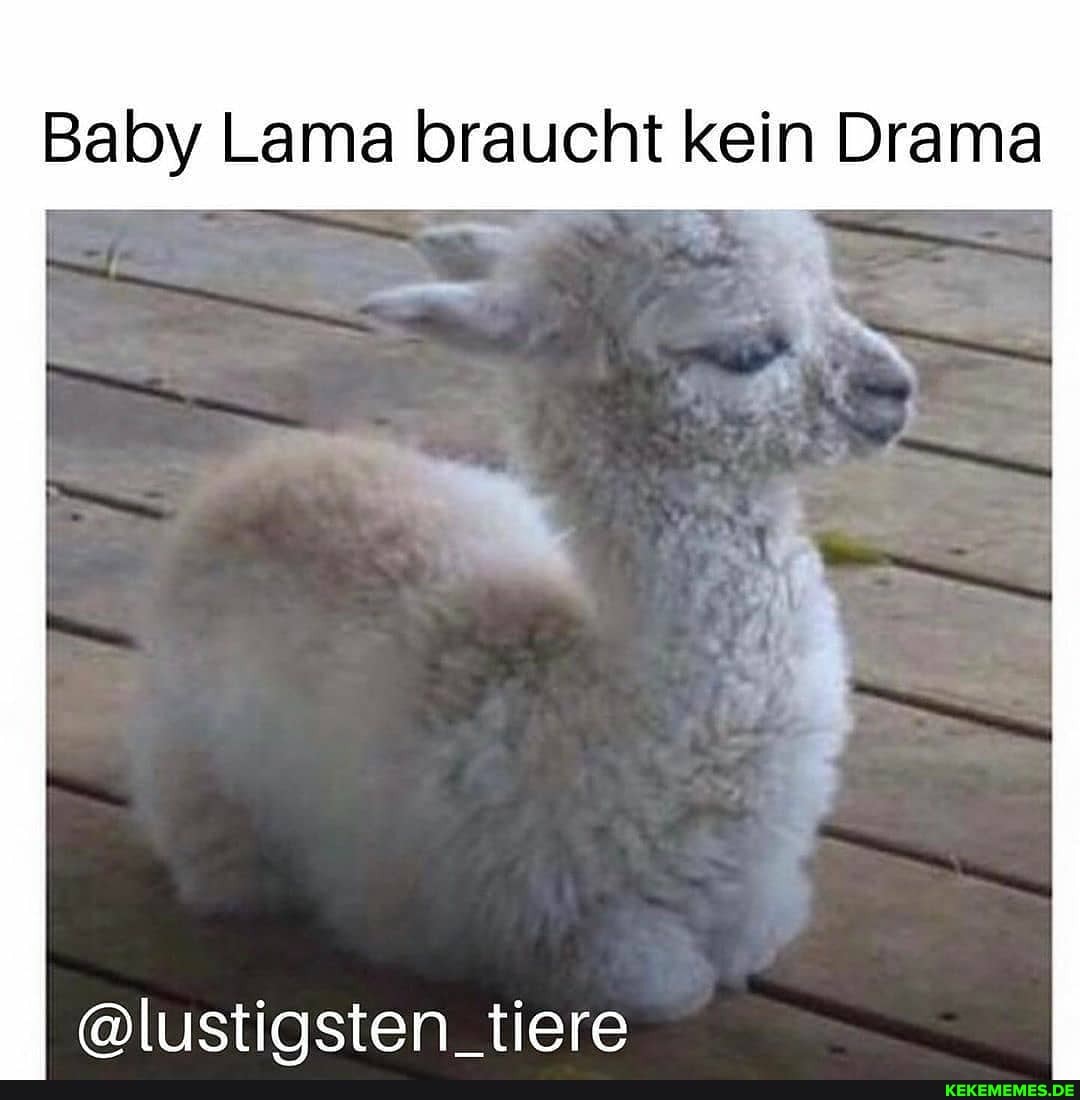 Baby Lama braucht kein Drama
@lustigsten_tiere