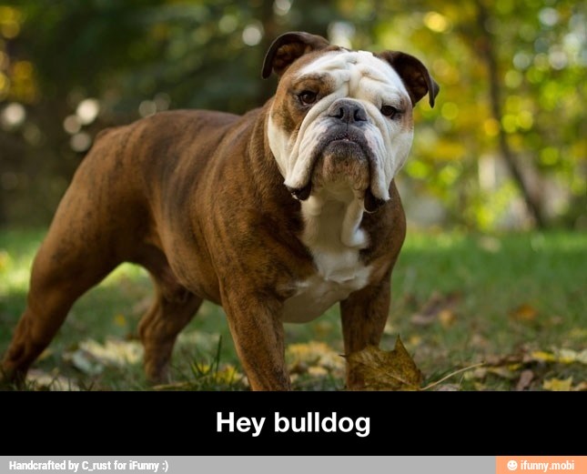 Hey bulldog - Hey bulldog