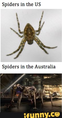 Spiders in the US
Spiders in the Australia